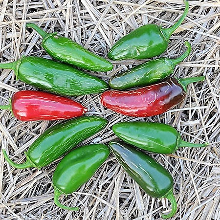 Piment jalapeno Tam - Semences biologiques