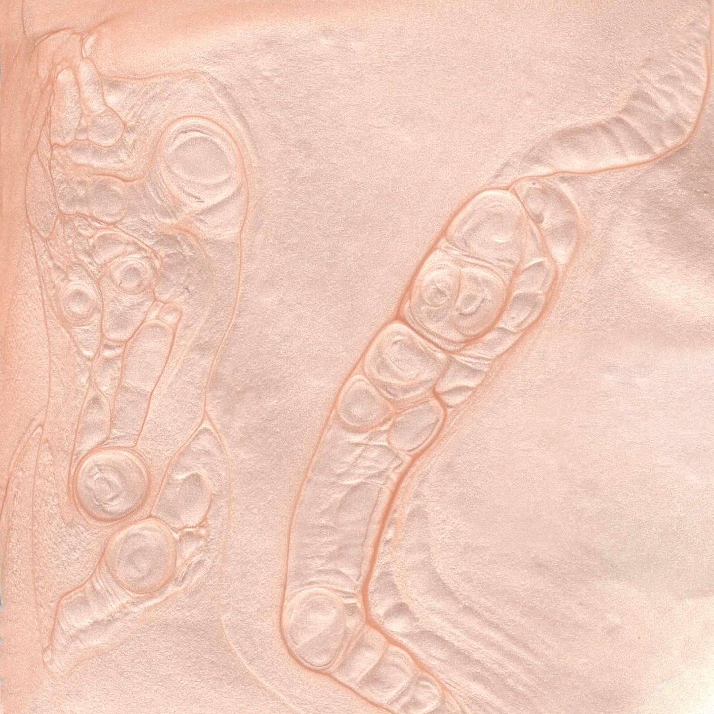 Vernis à ongles Bkind - Satin