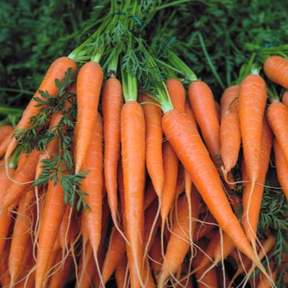 Carottes