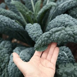 Kale lancinato