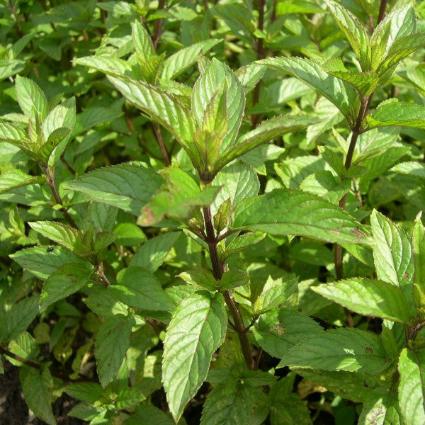 Huile essentielle - Zayat Aroma