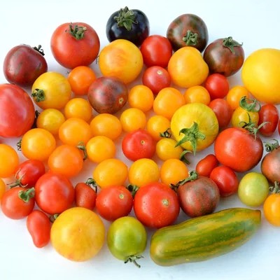Tomate cerise
