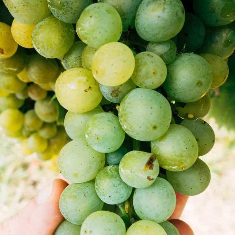 Huile de pepin de raisin - Vrac