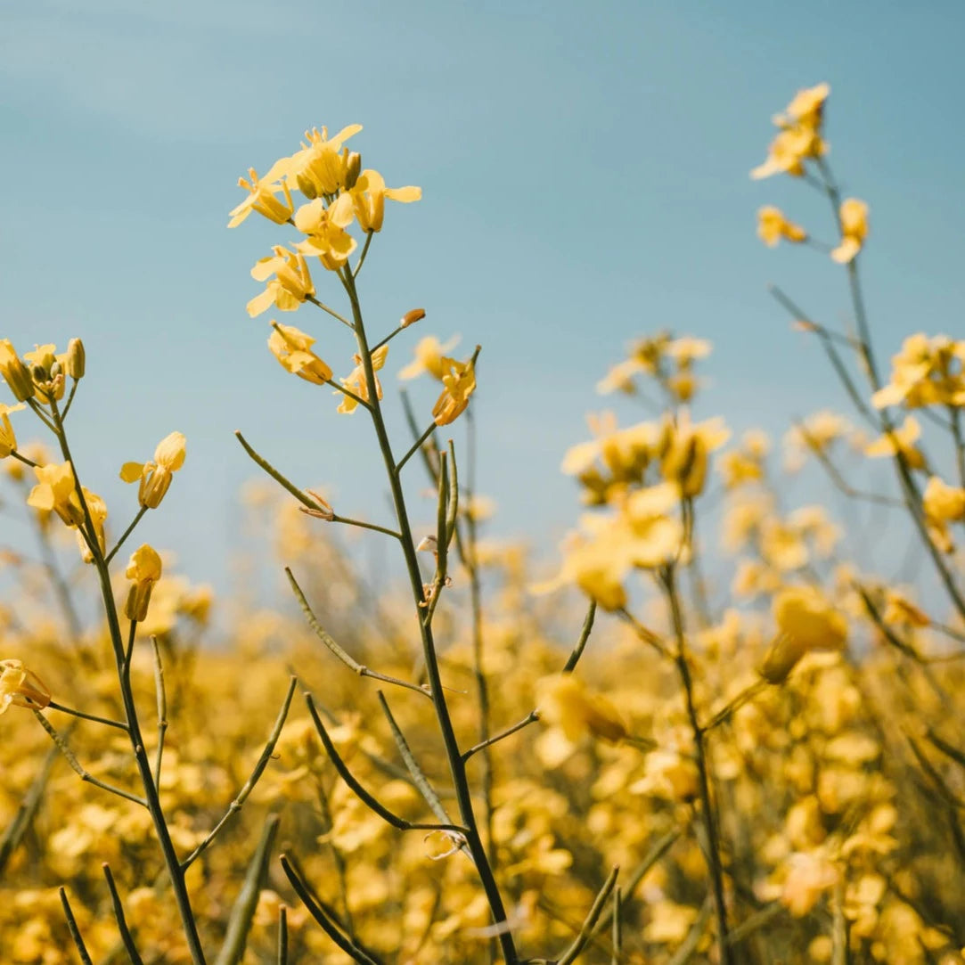 Huile de canola du Québec - Vrac