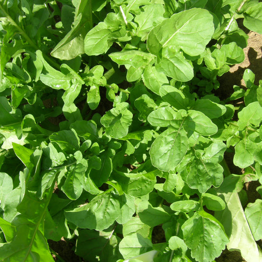 Roquette de jardin - Semences biologiques