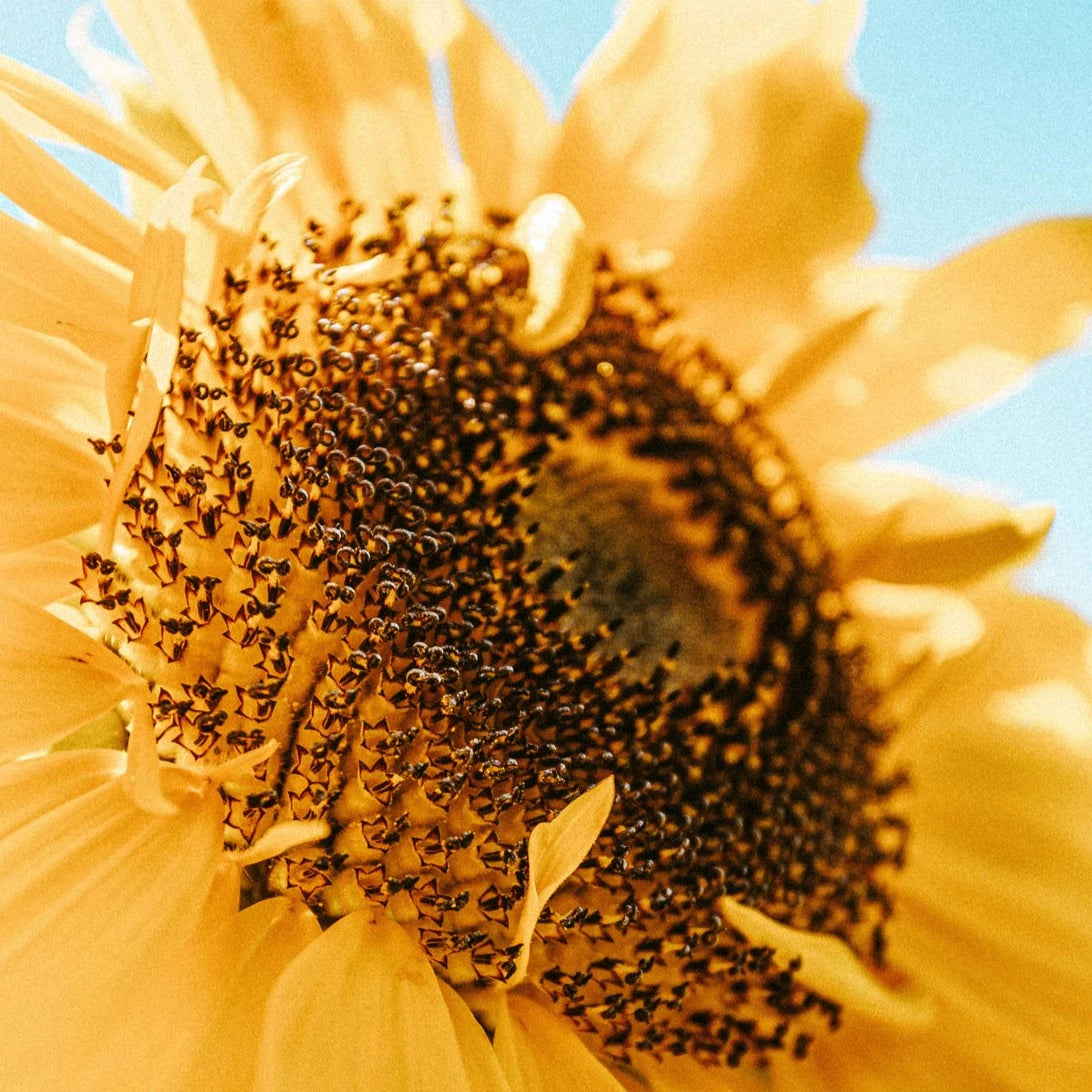 Huile de tournesol du Québec - Vrac