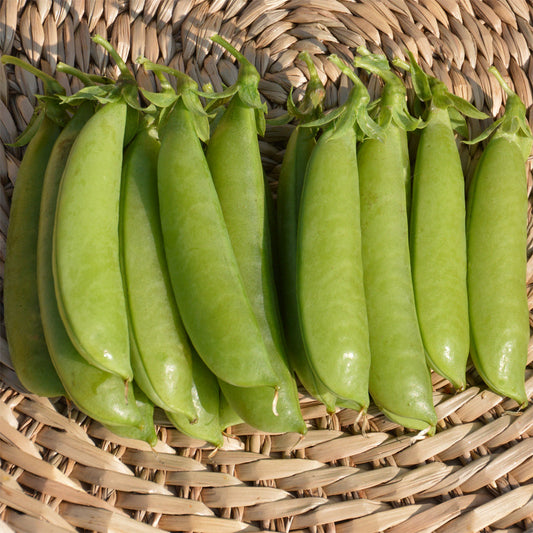 Pois Cascadia - Semences biologiques