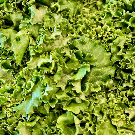 Laitue frisée