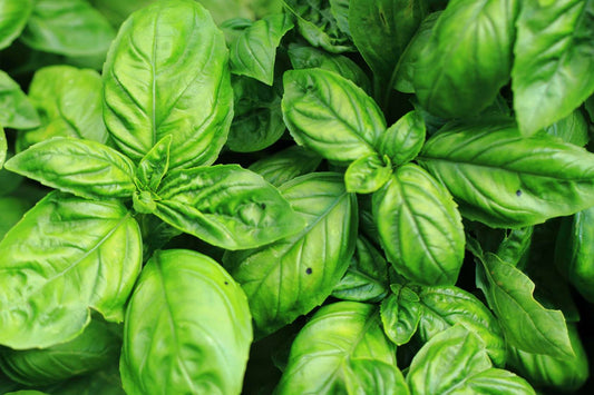 Basilic