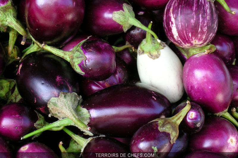 Aubergine