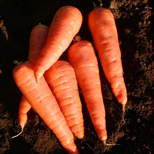 Carotte Red Cored Chantenay - Semences biologiques