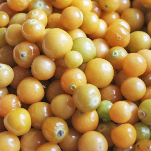 Cerise de terre Golden Husk - Semences biologiques