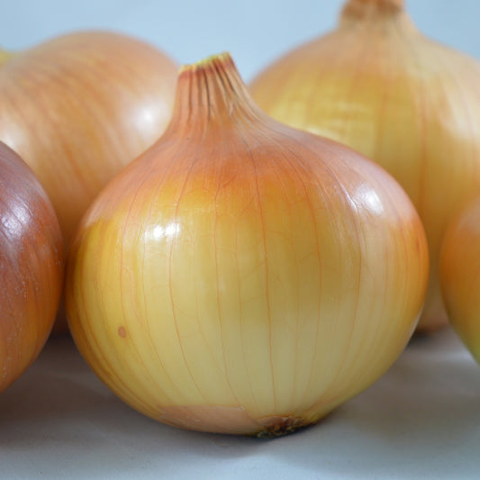 Oignon Yellow of Parma - Semences biologiques