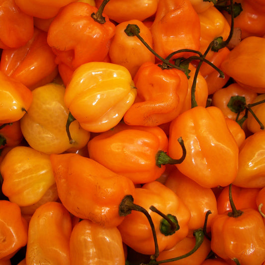 Piment habanero orange - Semences biologiques