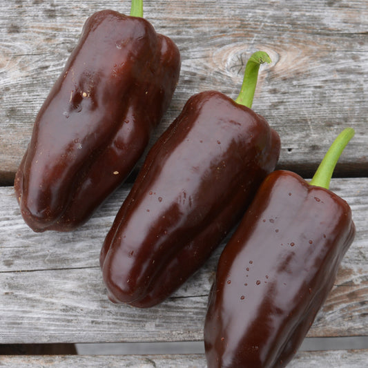 Poivron chocolat - Semences biologiques
