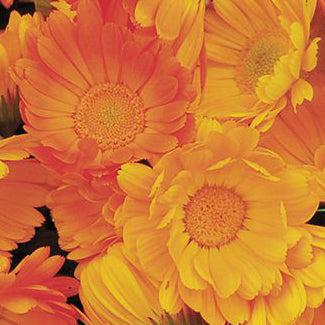 Souci officinal de jardin - Semences biologiques