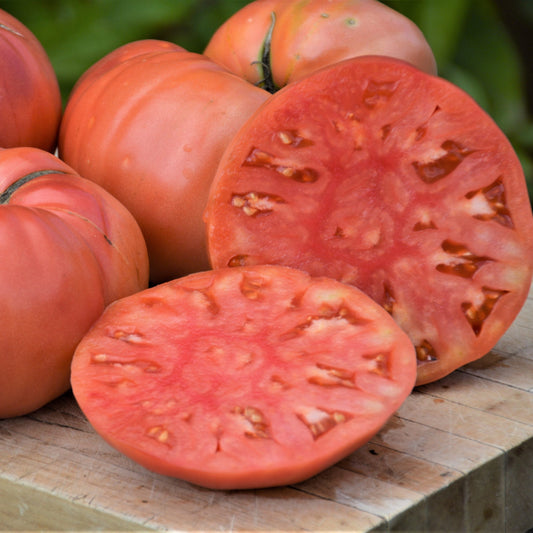 Tomate beefsteak Dester - Semences biologiques