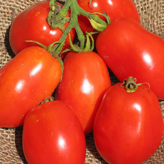 Tomate Italienne Ropreco Paste - Semences biologiques