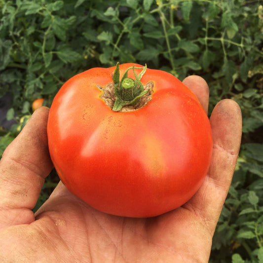 Tomate standard Merveille des marchés - Semences biologiques