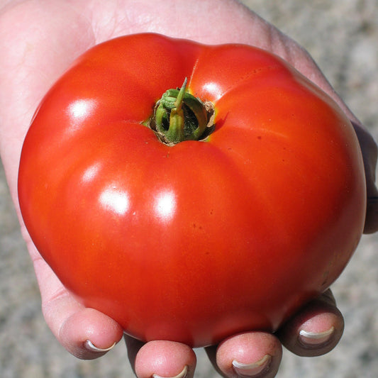 Tomate standard Siletz - Semences biologiques