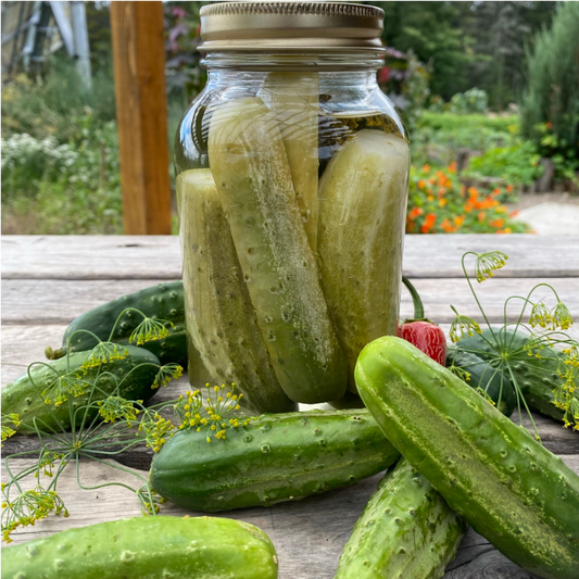Concombre à cornichon National Pickling - Semences biologiques
