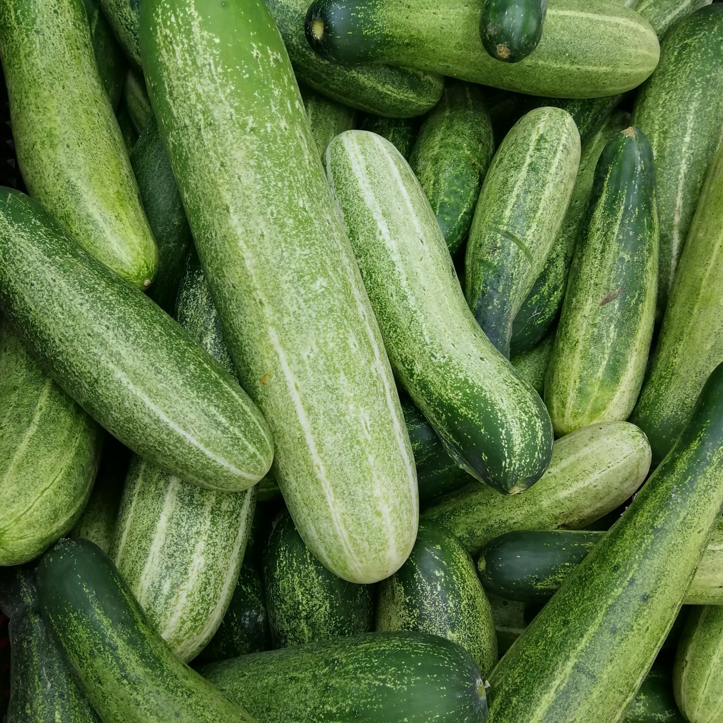 Concombre américain
