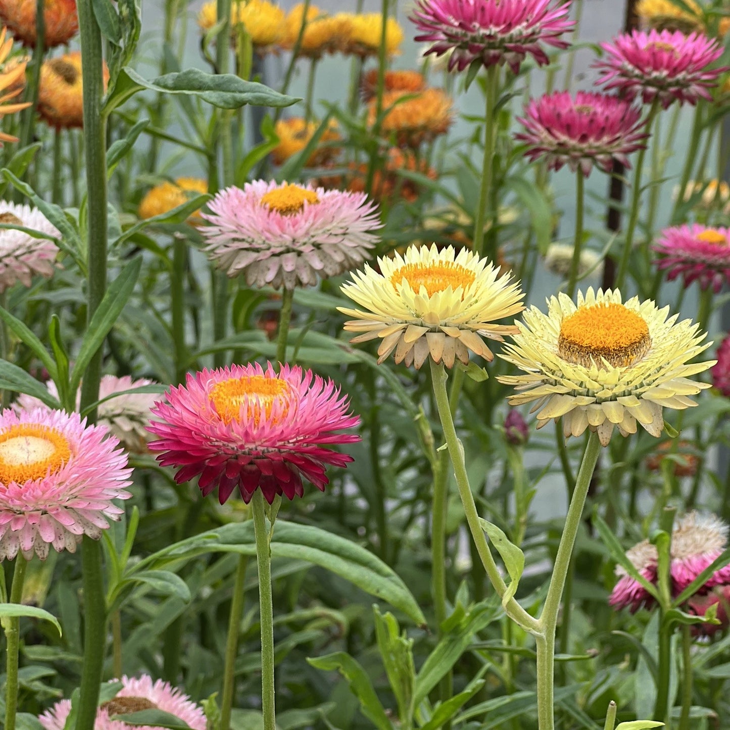 Immortelle à bractées en mélange - Semences biologiques