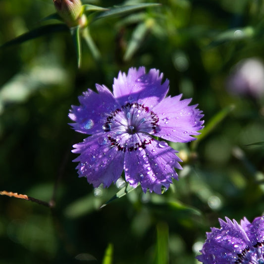Oeillet Siberian Blues - Semences biologiques