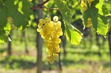 Vinaigre de vin blanc - Vrac