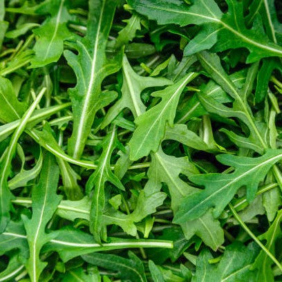 Roquette