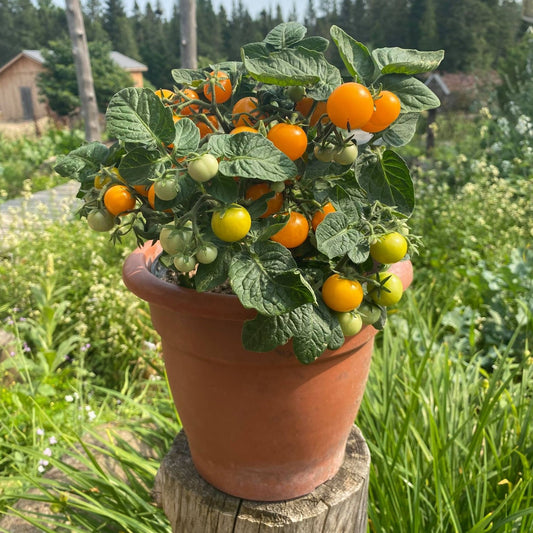 Tomate Cerise Orange Hat - Semences biologiques