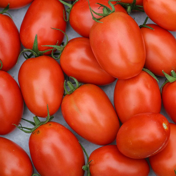 Tomates italiennes - 10lbs