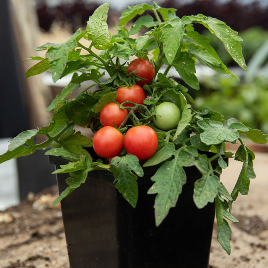 Tomate Cerise Rosy Finch - Semences biologiques