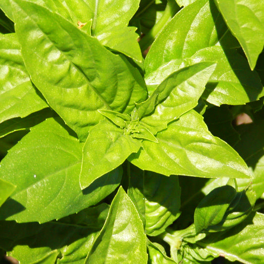 Basilic Genovese - Semences biologiques