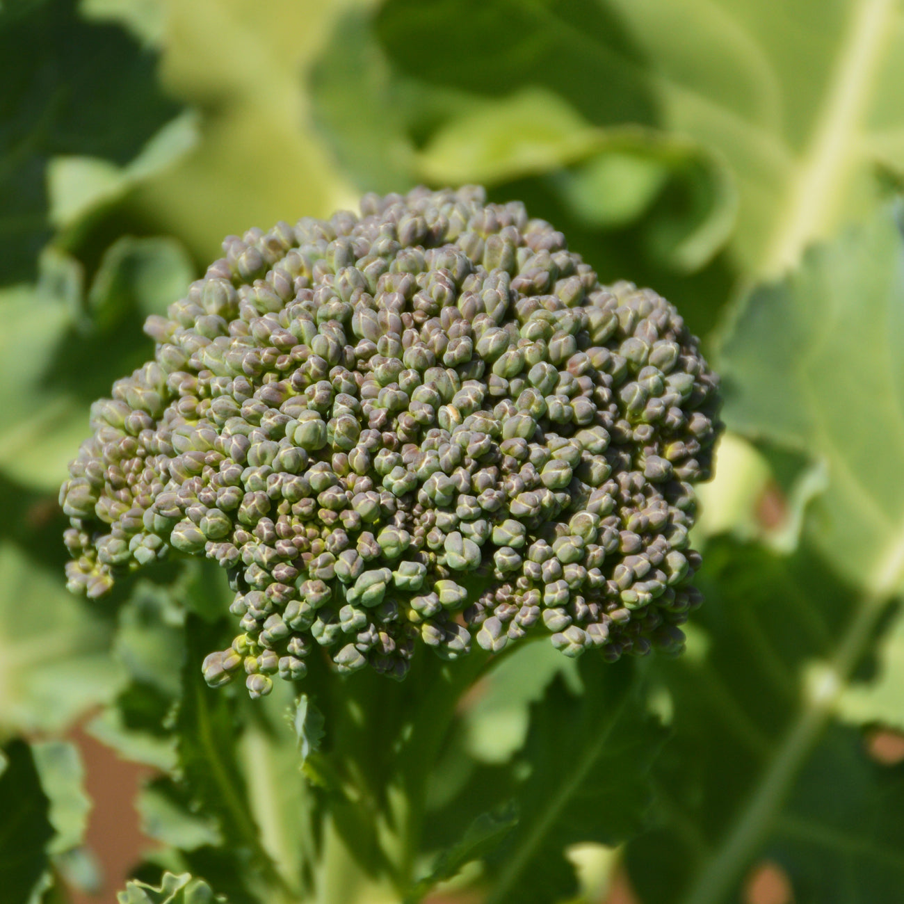 Brocoli de Cicco - Semences biologiques