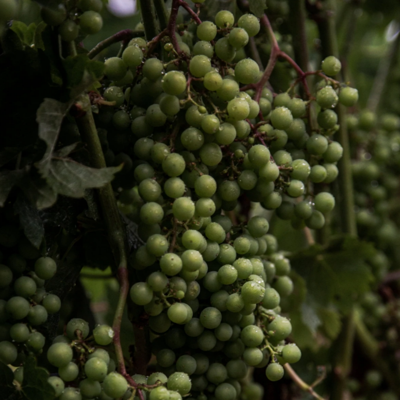 Vinaigre balsamique blanc - Vrac