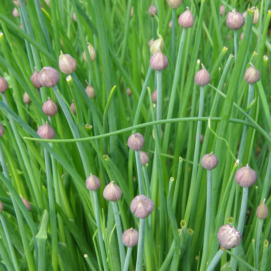Ciboulette de jardin - Semences biologiques