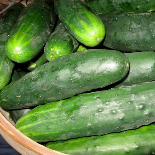 Concombre Marketmore 76 - Semences biologiques