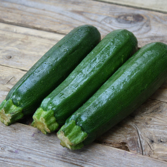 Courgette Dark Green - Semences biologiques