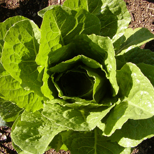 Laitue Romaine Parris Island Cos - Semences biologiques