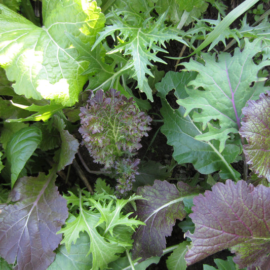 Mesclun de crucifères de luxe - Semences biologiques