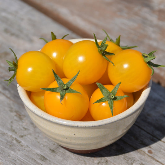 Tomate Cerise Gold Nugget - Semences biologiques
