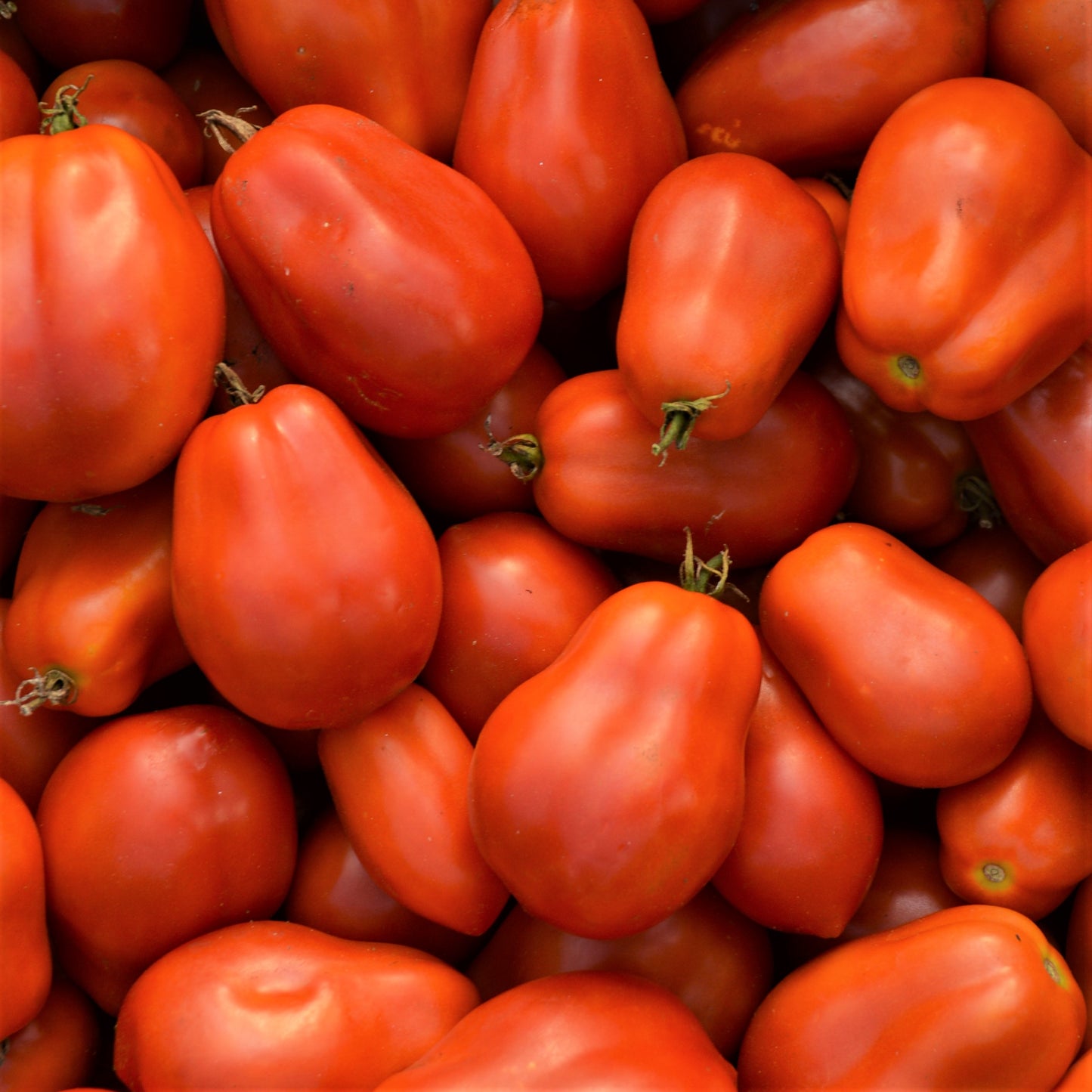 Tomate Italienne Roma - Semences biologiques