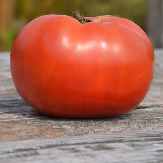 Tomate Rose de Berne - Semences biologiques