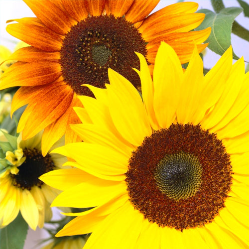 Tournesols d'ornement en mélange - Semences biologiques