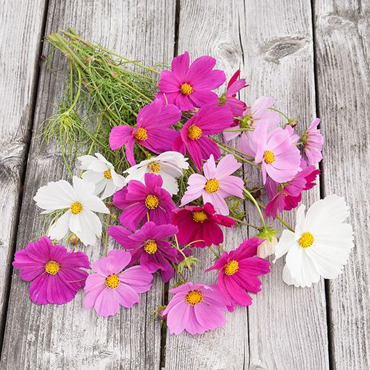 Cosmos sensation - Semences biologiques